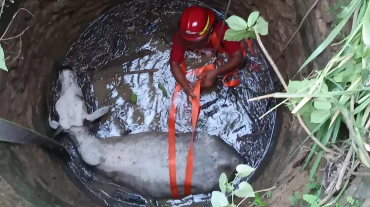 Sapi Hilang Semalaman di Rembang, Ternyata Terjebak dalam Sumur Tua