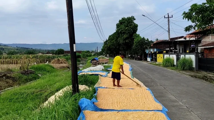 Harga Jagung di Kendal Bagus, Capai Rp6.000/Kg