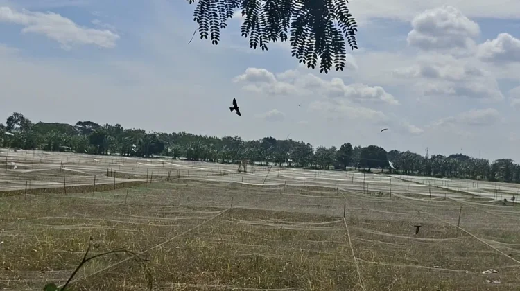 Jateng Petakan Daerah Rawan Kekeringan, Amankan Produksi Pangan Kemarau