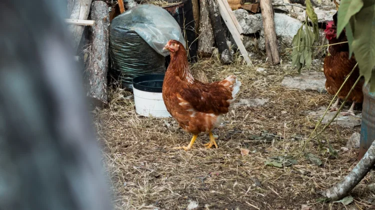 Ayam Jadi "Petugas" Pengolah Sampah, Cuker Komposter Tawarkan Solusi Food Waste