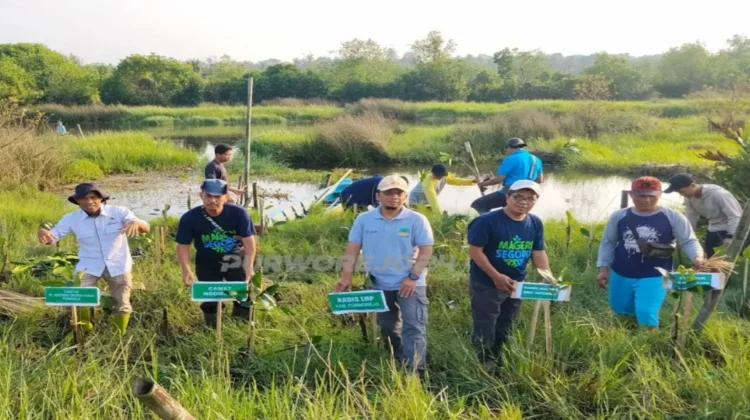 DLHP Purworejo Peringati Hari Lingkungan Hidup Sedunia dengan Tanam 350 Mangrove