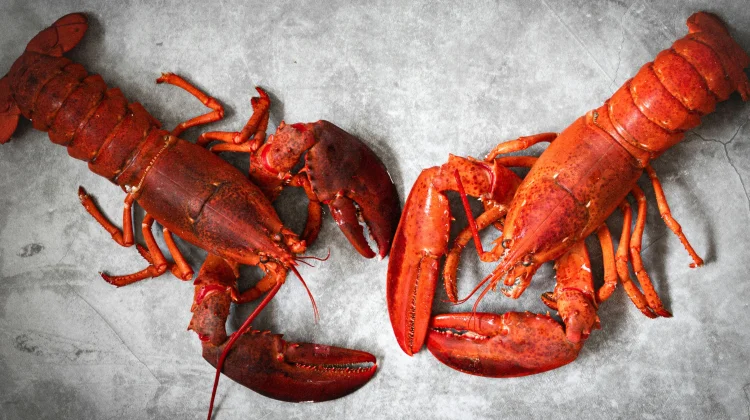 Rahasia Umur Panjang Lobster, Hewan dengan Kemampuan Perbaiki Sel Tubuh