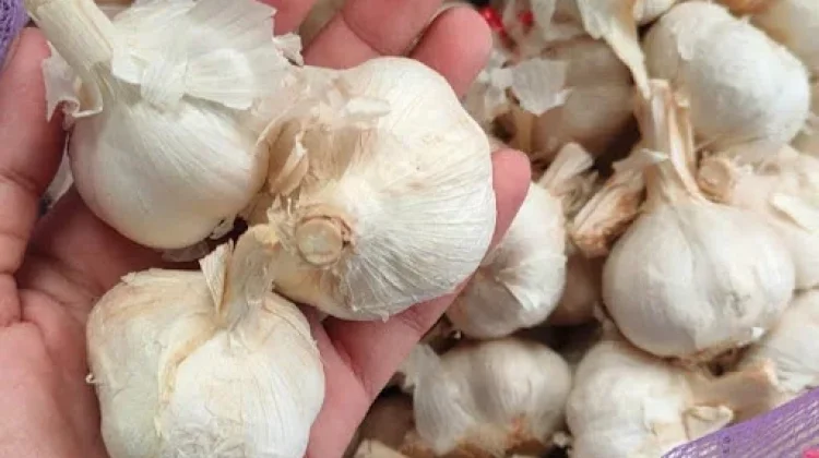 Cara Menyimpan Bawang Putih agar Tidak Cepat Bertunas