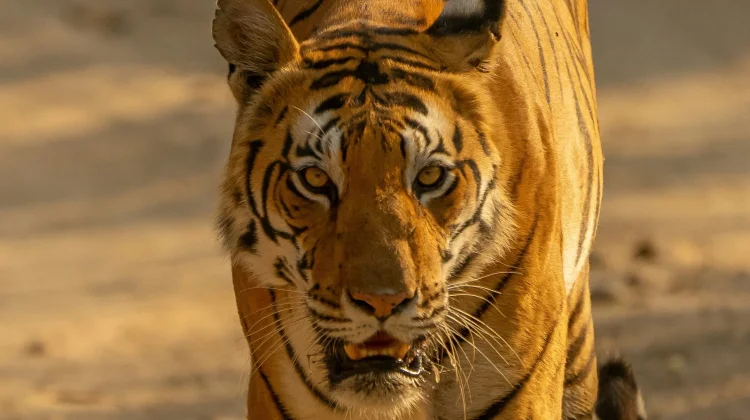 Auman Harimau Dapat Terdengar hingga Lebih dari Tiga Kilometer