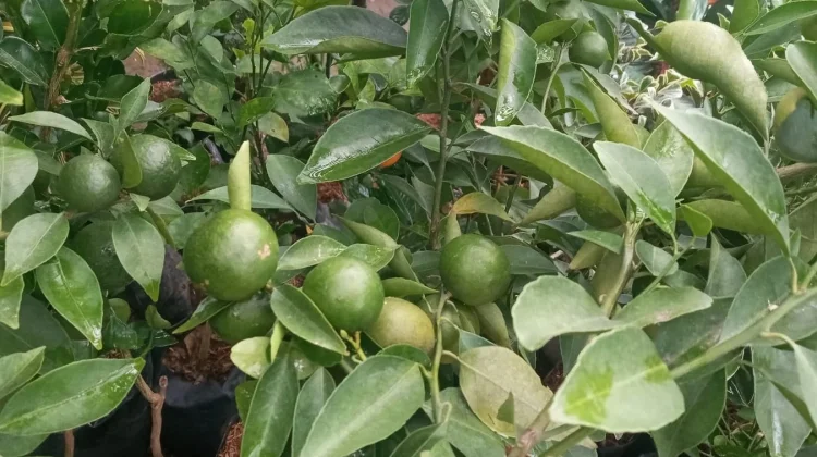 Tips Membuat Tanaman Jeruk Pecel Berbuah Lebih Banyak