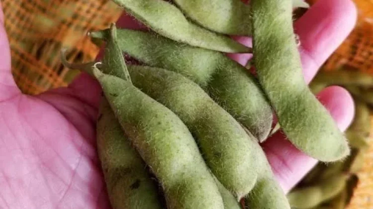 Cara Mengolah Edamame Menjadi Camilan Sehat di Rumah