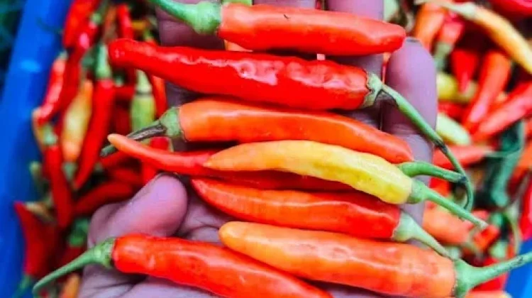 Tips Aman saat Memasak Lombok Setan