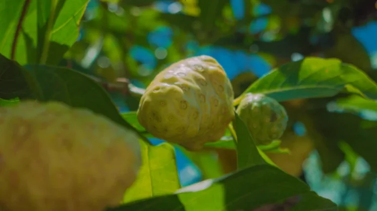 Manfaat Buah Mengkudu yang Jarang Orang Tahu