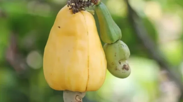 Jambu Monyet,Tanaman Tropis Bernilai Ekonomi Tinggi