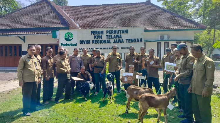 Berprestasi, Para Mandor Tanam Dihadiahi Kambing dari Perhutani