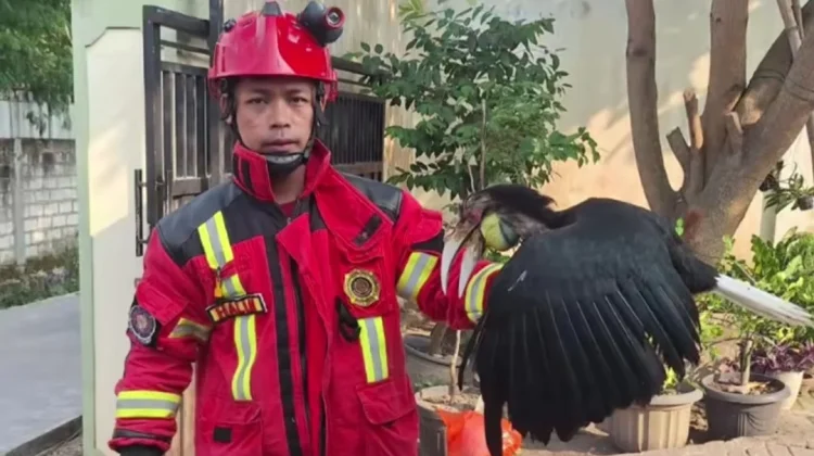 Burung Julang Emas Masuk Rumah Warga di Lasem, Dievakuasi Tim Damkar