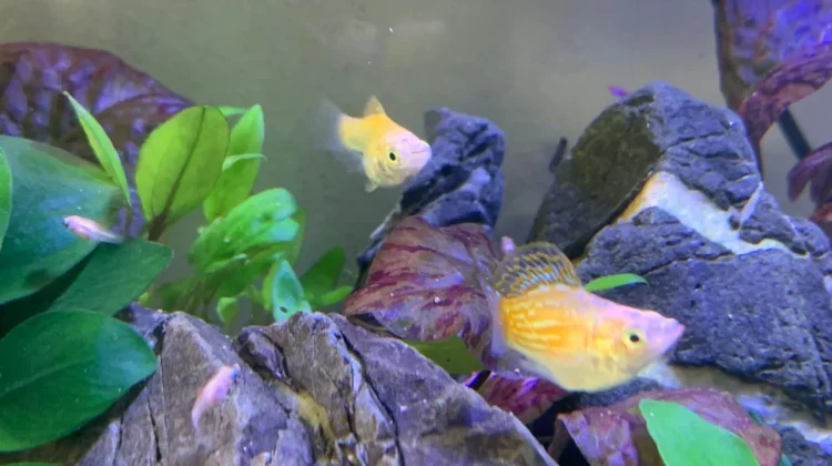Alasan Ikan Molly Menjadi Favorit Penggemar Aquascape