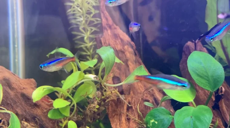 Neon Tetra, Ikan Komunitas yang Aktif dan Menawan