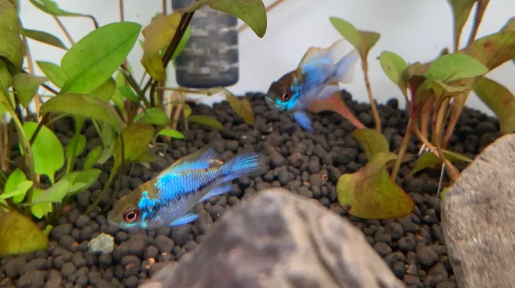 Ramirezi, Ikan Berwarna Cerah dengan Sifat Unik di Akuarium