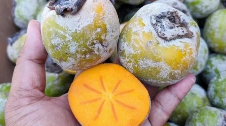 Cara Memilih Buah Kesemek yang Matang dan Manis