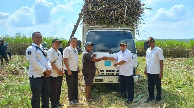 Dukung Swasembada Gula, Perhutani Purwodadi Panen Agroforestry Tebu Mandiri 2026