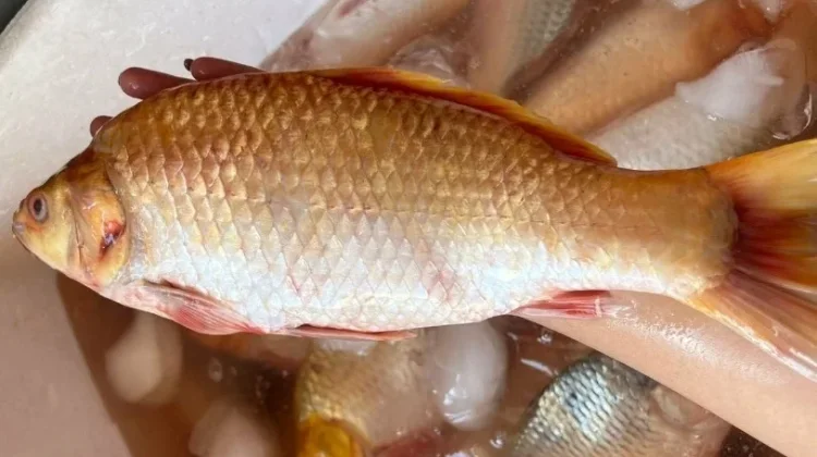 Tips Memilih Ikan Tombro Segar di Pasar