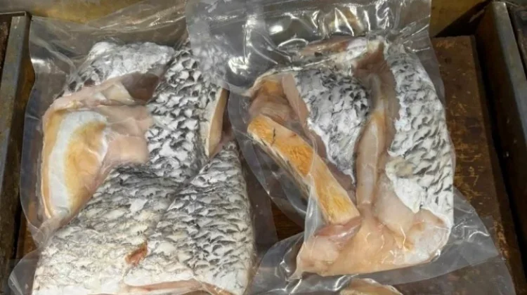 Rahasia Mengolah Kakap Putih Fillet agar Tidak Amis