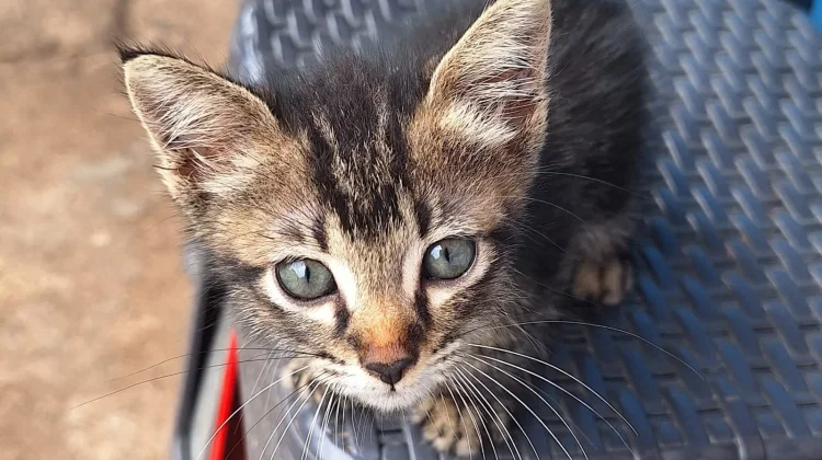 Pelihara Kucing Bikin Sulit Hamil? Ini Fakta Sebenarnya