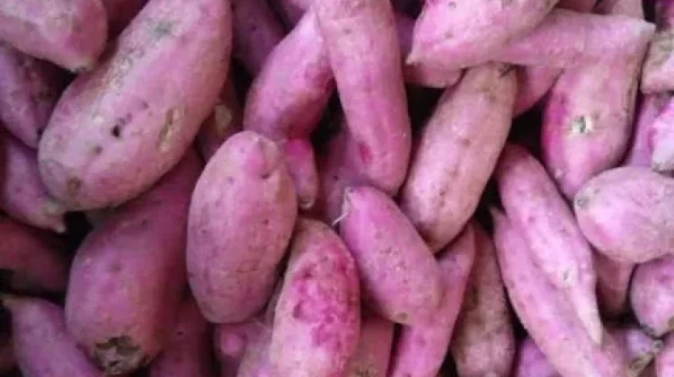 Tips Memilih Ubi Madu Ungu Manis Alami Berkualitas
