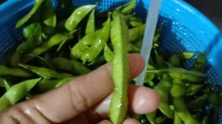 Tips Mencuci Edamame agar Bersih dan Tetap Segar