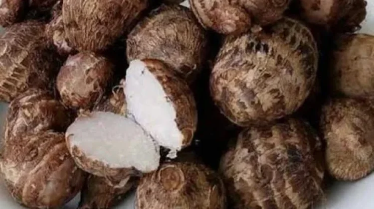 Cara Menyimpan Kimpul agar Tetap Segar Lebih Lama
