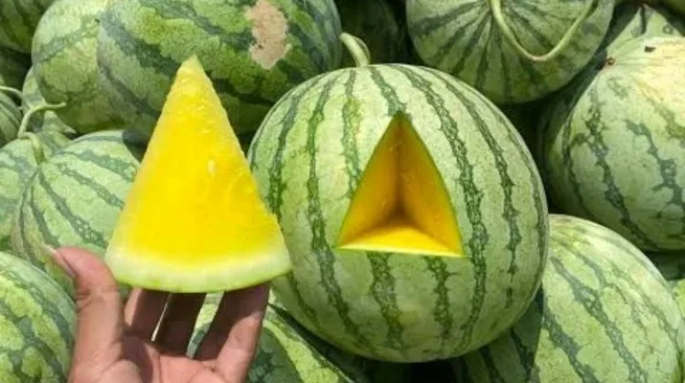 Segarnya Semangka Kuning tanpa Biji