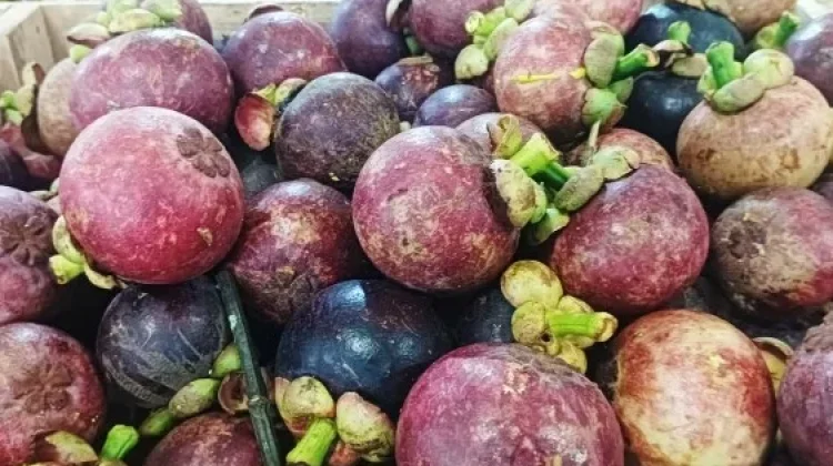 Manggis sebagai Campuran Salad Buah Premium