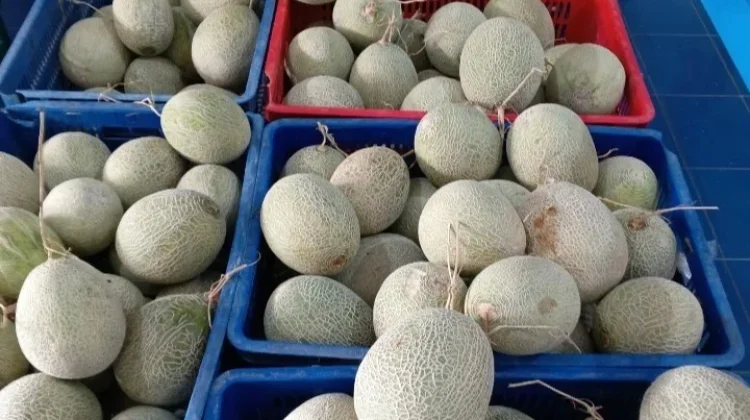 Mengenal Si Manis Segar Buah Melon Inthanon
