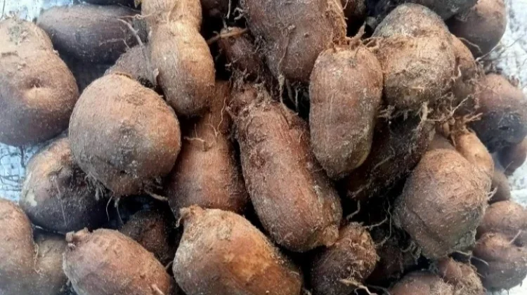 Resep Kreatif Berbahan Kentang Hitam