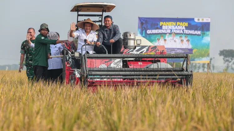 Panen Raya di Sukoharjo, Gubernur Proyeksikan Produksi Padi Tembus 6,69 Juta Ton