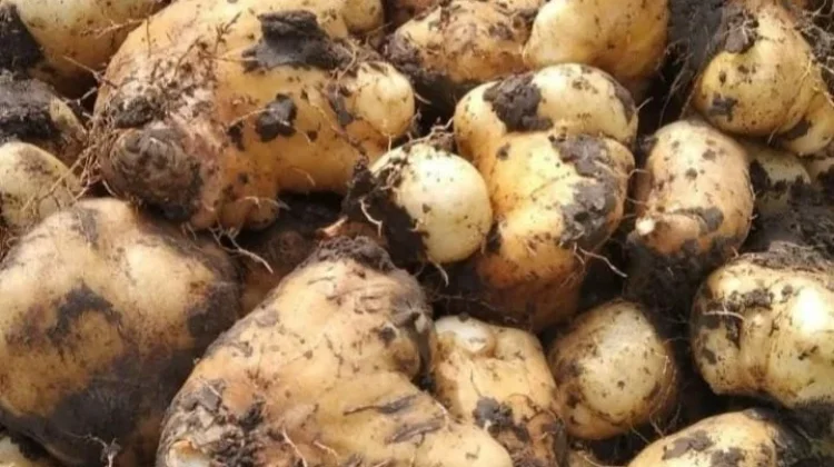 Cara Memilih Gembili Ketan yang Berkualitas