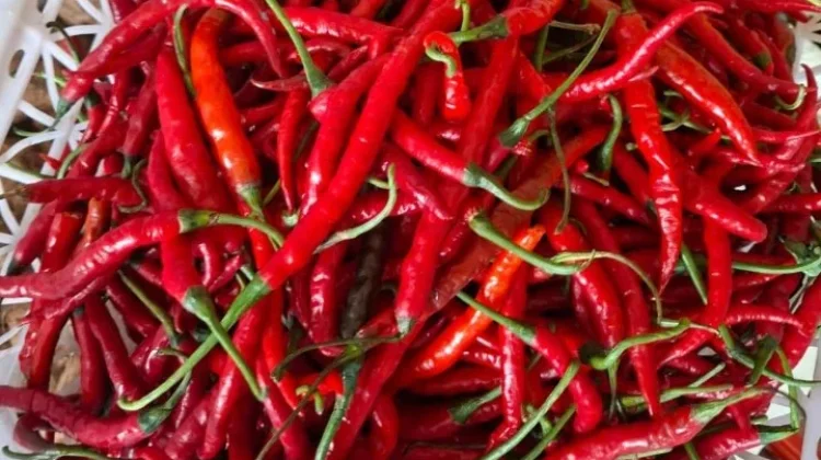 Tips Memilih Lombok Merah Segar Berkualitas