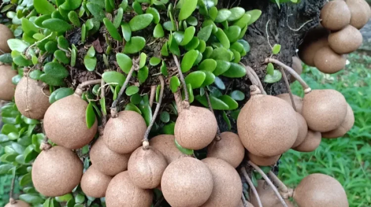 Buah Kepel, Flora asal Daerah Istimewa Yogyakarta yang Sarat Sejarah dan Tradisi