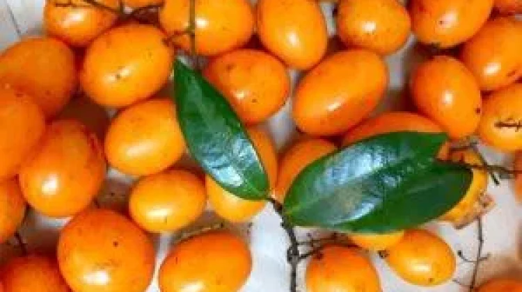 Gandaria, Buah Langka Asli Indonesia