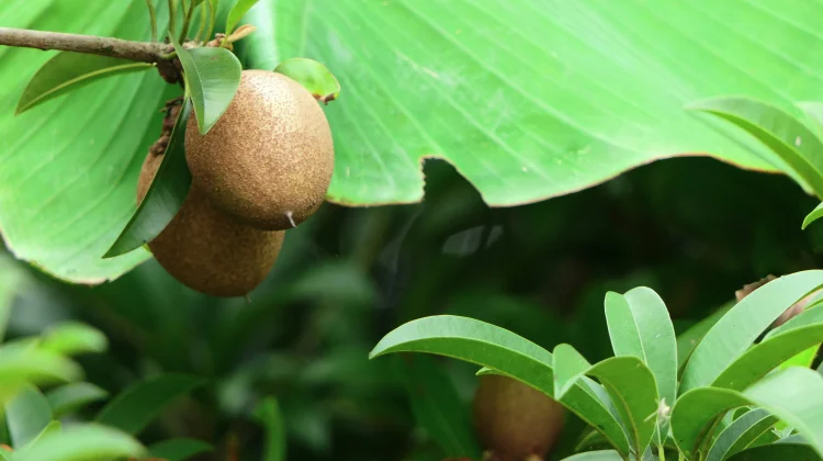 Buah Sawo, Kaya Serat dan Vitamin C