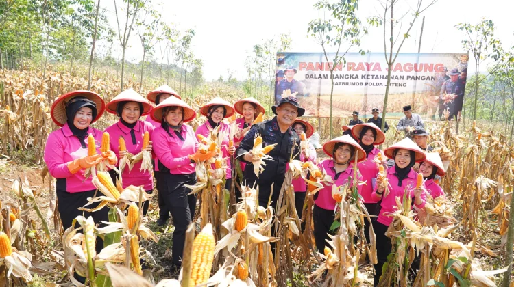 Wujudkan Ketahanan Pangan Nasional, Brimob Jateng Panen 8 Ton Jagung di Kendal