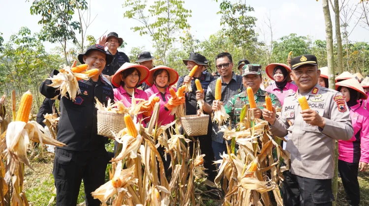 Wujudkan Ketahanan Pangan Nasional, Brimob Jateng Panen 8 Ton Jagung di Kendal