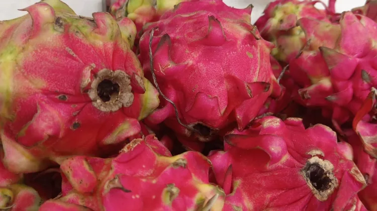 Buah Naga Ungu Kaya Manfaat bagi Kesehatan