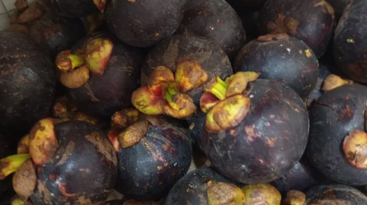 Manggis, Buah Nusantara Kaya Manfaat