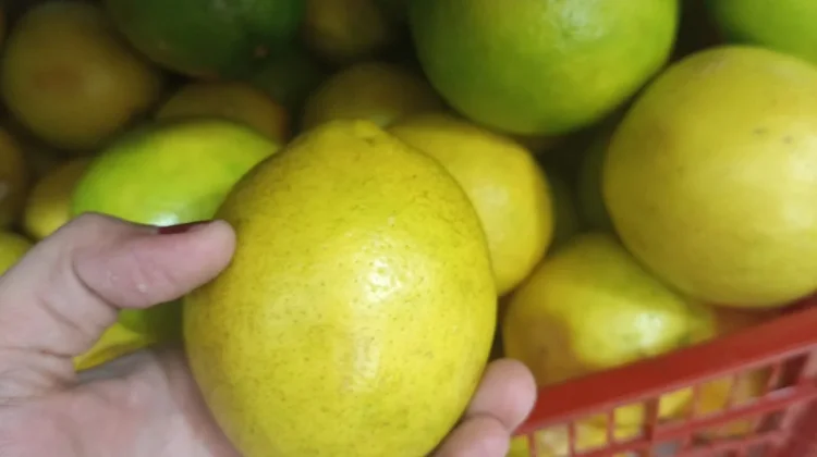 Lemon Lokal, Segar dan Sarat Manfaat