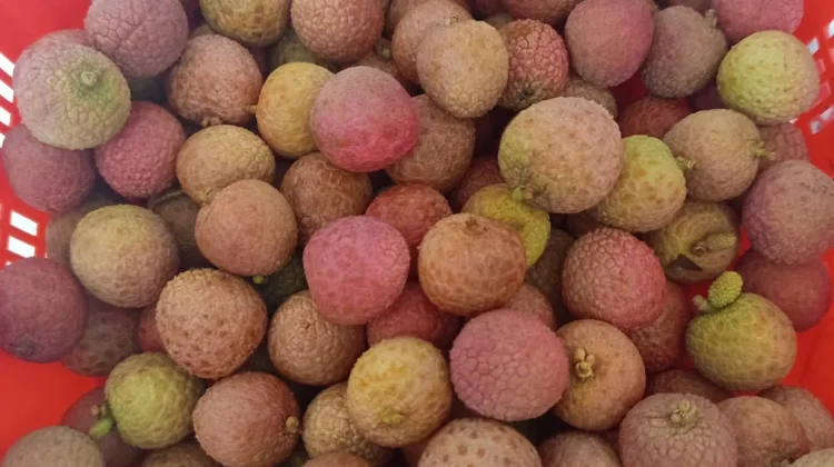 Leci Merah, Manisnya Buah Penuh Khasiat