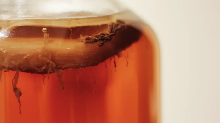 Kombucha, Minuman Fermentasi untuk Gaya Hidup Sehat