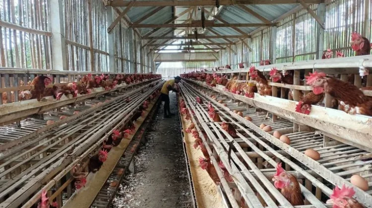 Harga Pakan Ternak Naik, Produksi Telur Ayam Terancam Menurun