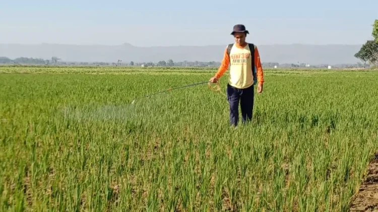 Harga Gabah Tinggi, Petani Milenial di Pati Bergairah