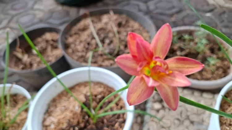 Mengenal Lebih Dekat Tentang Bunga Lily