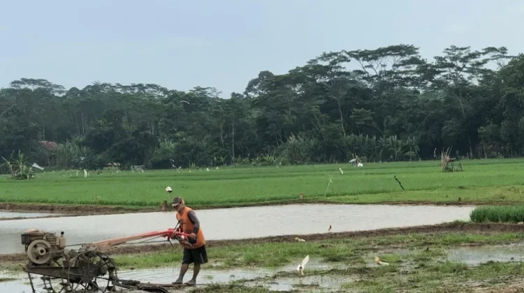Regenerasi Jadi Tantangan, Pemkot Pekalongan Dorong Peran Duta Petani Milenial