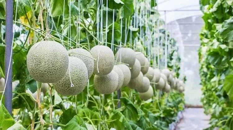 Greenhouse dan IoT Buka Peluang Generasi Muda Terjun ke Pertanian