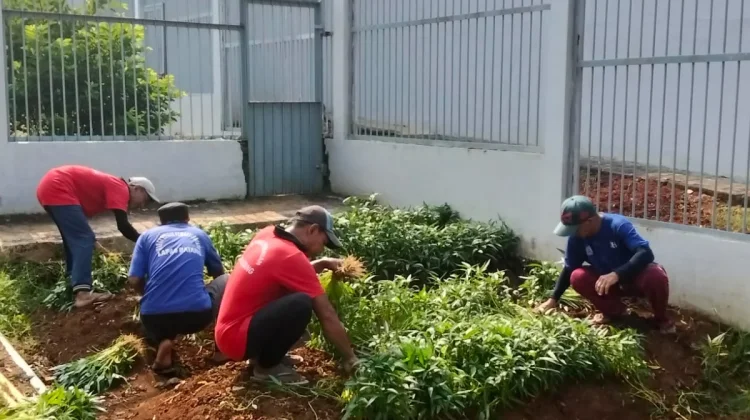 Wujudkan Ketahanan Pangan, Warga Binaan Lapas Batang Kembali Panen Kangkung