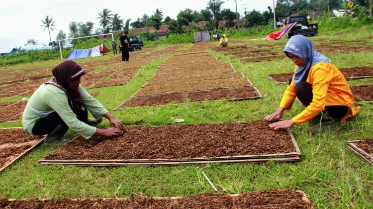 Petani Tembakau Temanggung Tolak  Aturan Penyeragaman Kemasan Rokok